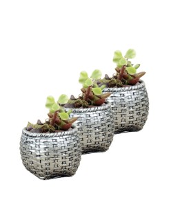 Mini Çiçek Saksı Küçük Sukulent Gümüş Eskitme Kaktüs Saksısı 3'lü Set Sepet Örgü Model